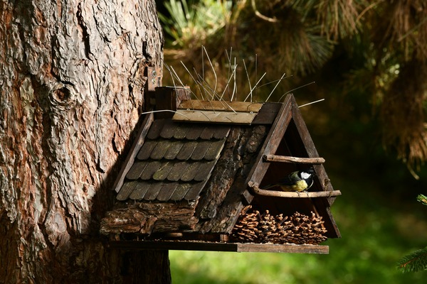 Attracting Local Birds with the Charm of Storybook Cottage Birdhouses